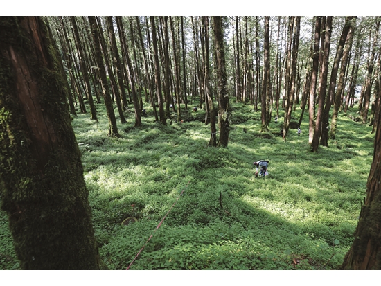 研究團隊在林下翻石尋找山椒魚蹤跡