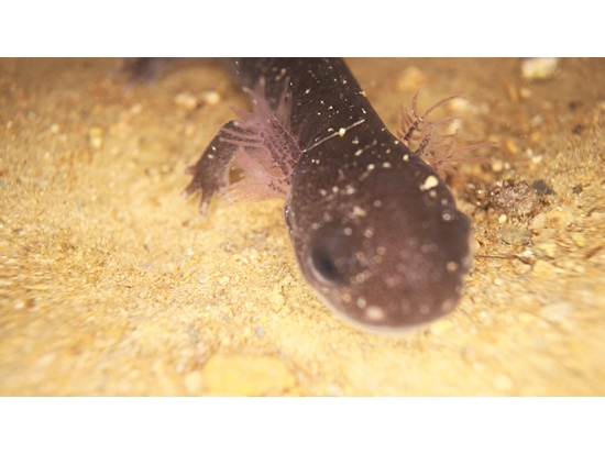 帶著外鰓的蝌蚪帶著外鰓的蝌蚪