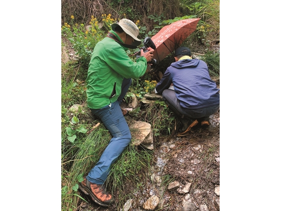 雨中拍攝石頭下的山椒魚