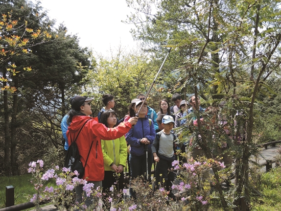 霧裡看花──觀霧步道植物導覽