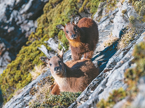 在南湖中央尖山活動的長山鬃羊／賴錦煌 攝
