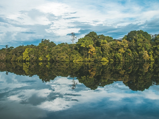 研究表示，巴西亞馬遜雨林於2022 年每天遭毀壞的面積約為 3 千個足球場大小／ Dalia McGill 提供