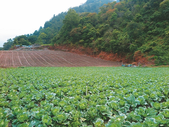 武陵地區遭開墾種植蔬果的山地／邱清安 提供