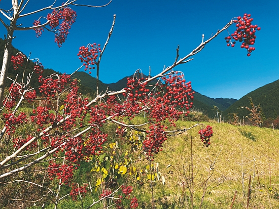 前期樹種：山桐子／邱清安 提供
