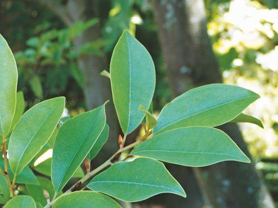 中期樹種：烏心石／Júlio Reis 提供