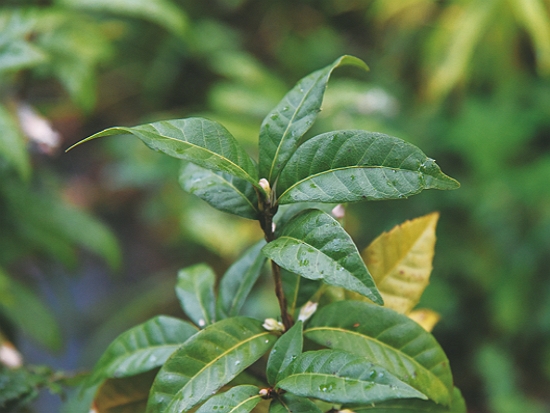 後期樹種：塔塔加櫟／邱清安 提供