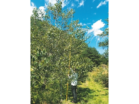 生長順利的臺灣赤楊／邱清安 提供