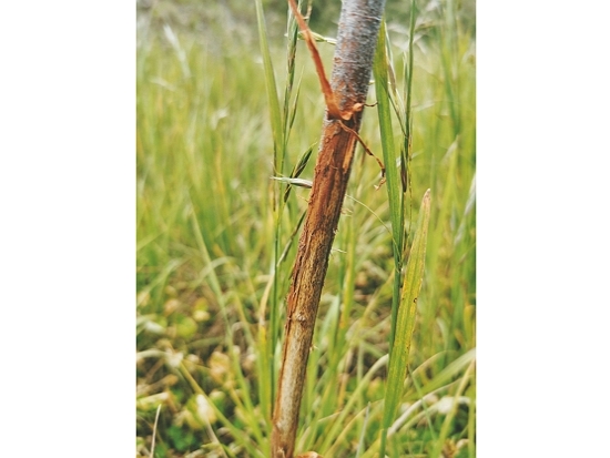 被動物磨傷樹皮的苗木／邱清安 提供