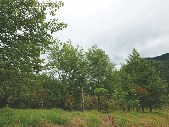 武陵廢耕地目前造林成果／邱清安 提供