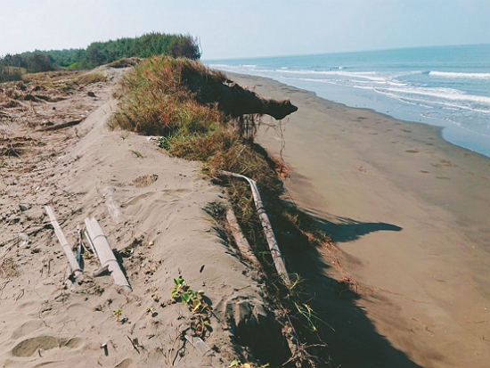 台管處攜手慈心基金會於網仔寮汕上種樹，減緩沙丘再受侵蝕／慈心基金會 提供