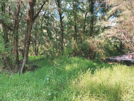衰老稀疏的防風林將透過植樹進行補強／慈心基金會 提供