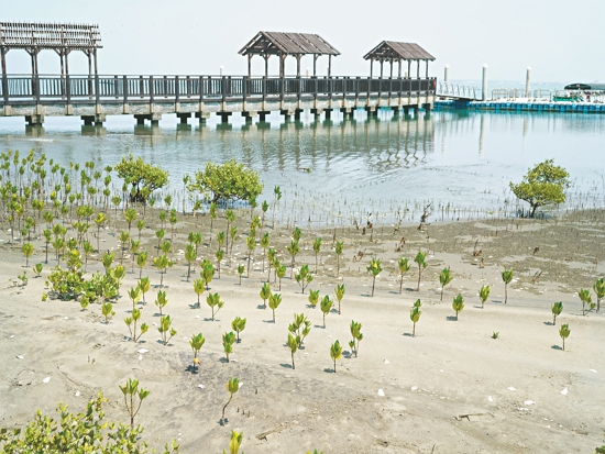 種植於網仔寮汕泥灘上的紅海欖苗木／慈心基金會 提供