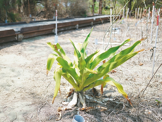 文殊蘭／慈心基金會 提供