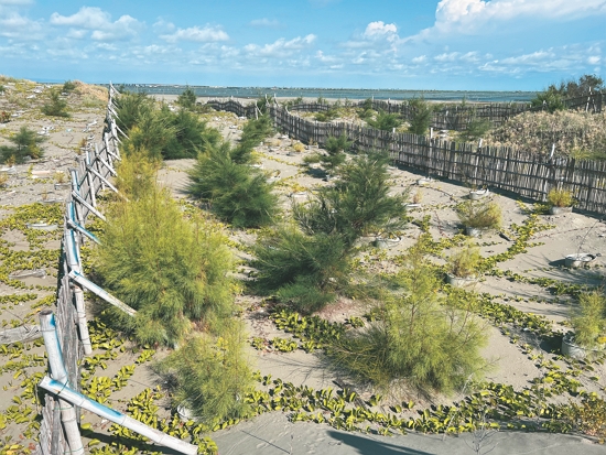 種植1年後沙丘造林地／慈心基金會 提供