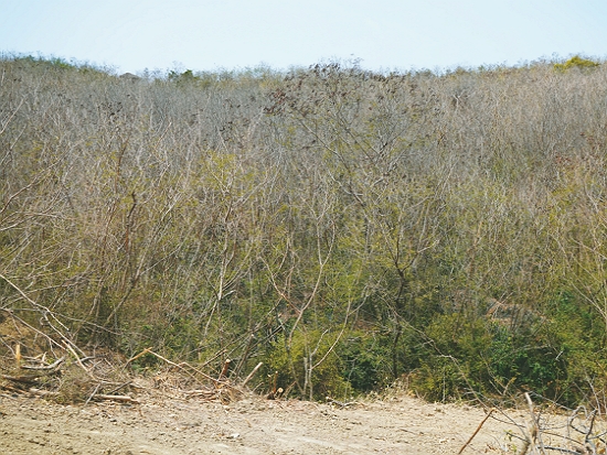 覆蓋整片土地的銀合歡林／墾管處 提供
