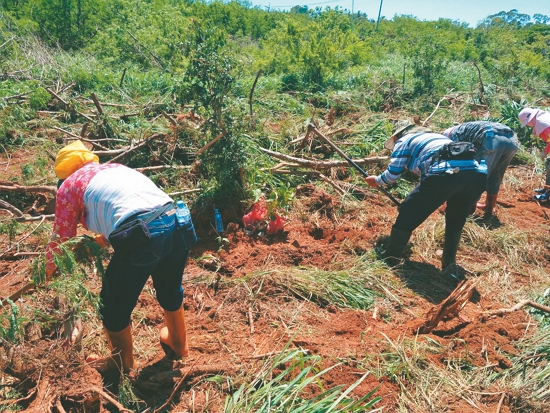 挖掘植穴／墾管處 提供