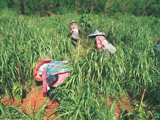 除草維護苗木生長環境／墾管處 提供