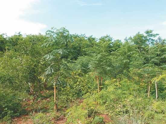 種植苦楝苗木／墾管處 提供