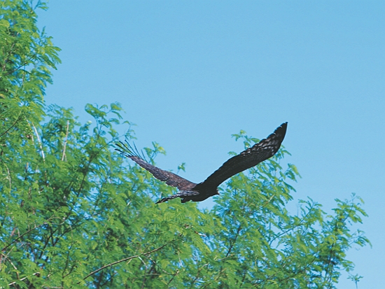 大冠鷲於造林地活動／墾管處 提供
