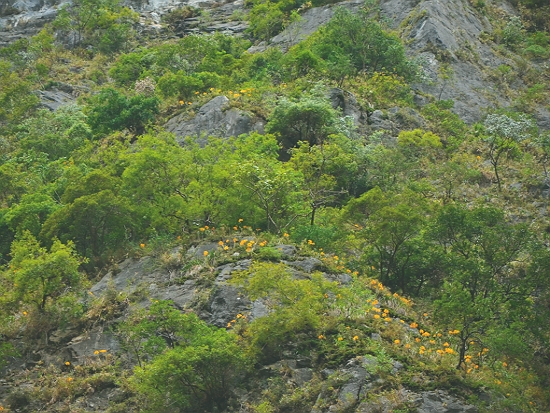 太魯閣峽谷崖壁上的金花石蒜／太管處 提供（林茂耀 攝）