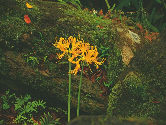 太魯閣峽谷崖壁上的金花石蒜／太管處 提供（林茂耀 攝）