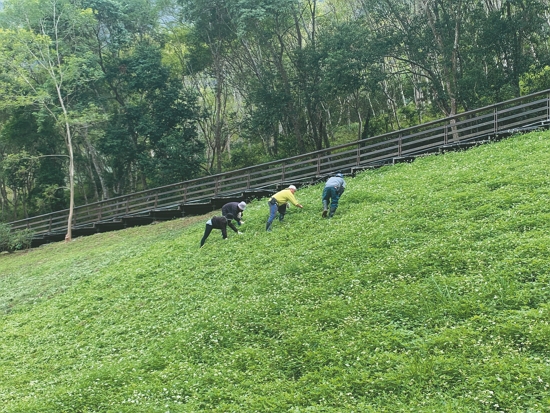 手工鋤草準備迎接金花石蒜／太管處 提供（許志福 攝）