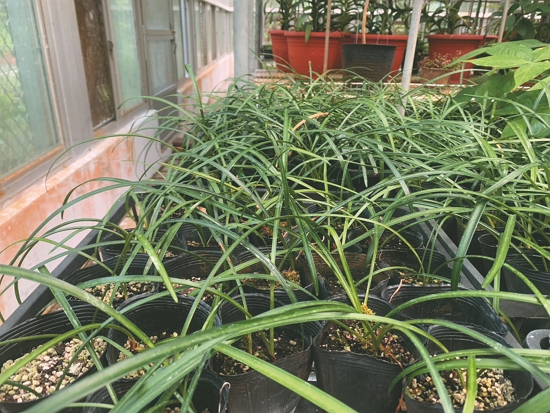 溫室培育金花石蒜苗栽／太管處 提供（許志福 攝）