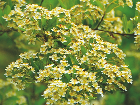 臺灣火刺木細密的白花／太管處 提供（林茂耀 攝）