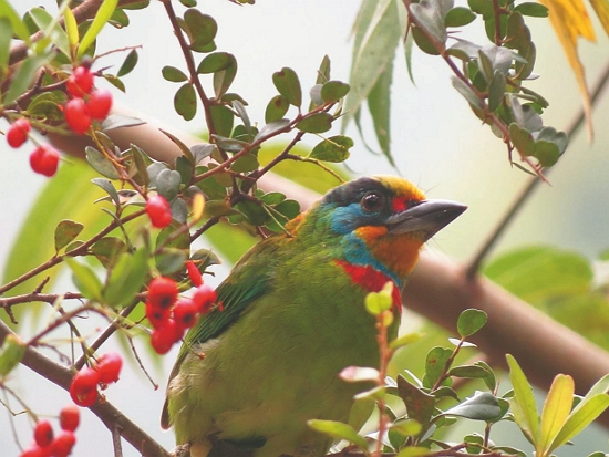 臺灣火刺木鮮豔果實吸引鳥類覓食／太管處 提供（彭于珍 攝）