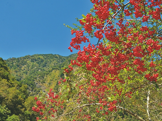 結實壘壘的臺灣火刺木／太管處 提供（林茂耀 攝）