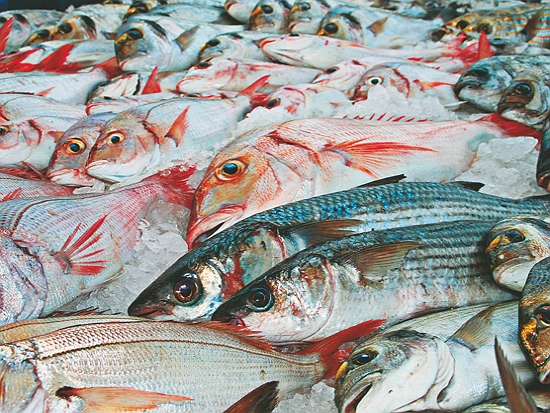 海洋生物在捕撈和冷凍技術進步下被急速耗竭／Patou Ricard 提供