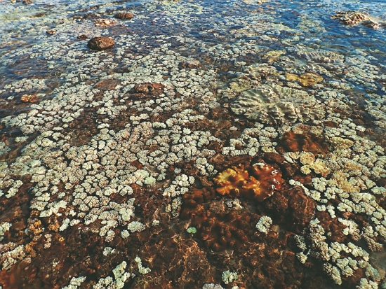 澎湖南方四島海域白化的軟珊瑚／海管處 提供