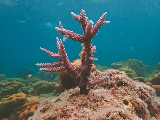 扦插復育半年的軸孔珊瑚／海管處 提供