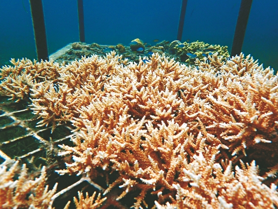 珊瑚復育架上的軸孔珊瑚／海管處 提供