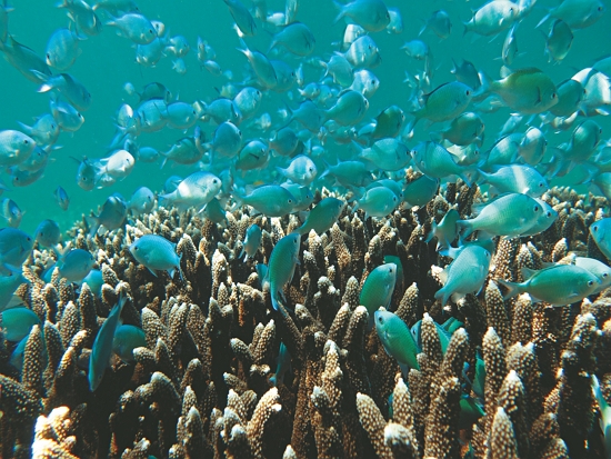 群聚於軸孔珊瑚上方的藍綠光鰓雀鯛／海管處 提供