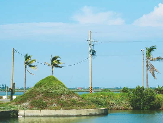 西寮中土崙，位於現在西寮社區活動中心北側魚塭內／台管處 提供