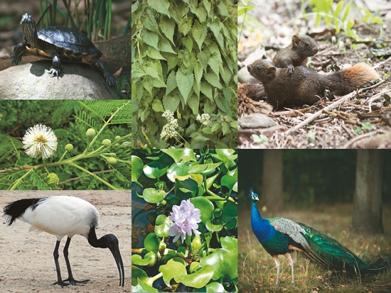 （由上至下、由左至右）巴西龜／David J. Stang 提供；銀合歡／John Tann 提供；埃及聖䴉／Bernard DUPONT 提供；小花蔓澤蘭／Navaneeth Krishnan S 提供；布袋蓮／Juan Carlos Fonseca Mata 提供；赤腹松鼠／LiCheng Shih 提供；藍孔雀／Bautsch 提供