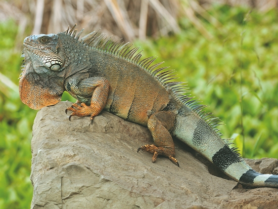 綠鬣蜥／Own work 提供