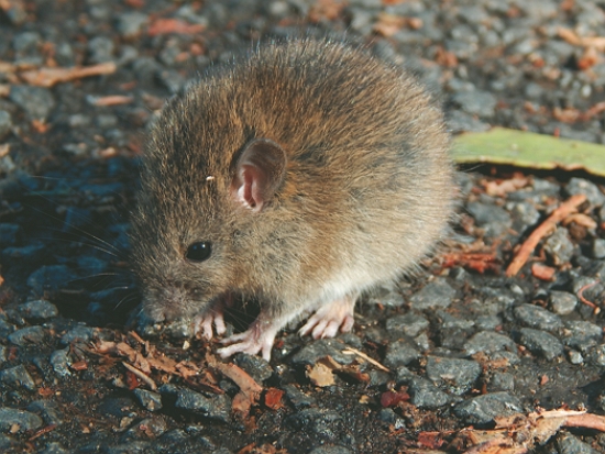 緬甸小鼠／Forest and Kim Starr 提供