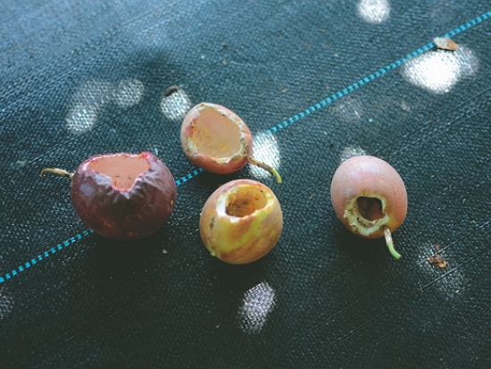 金門的農作物被松鼠啃咬的痕跡／林良恭 提供