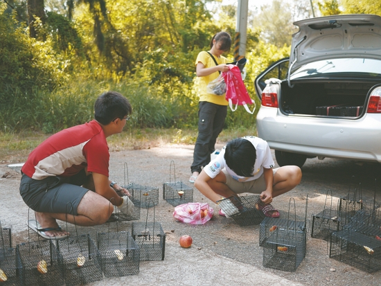 研究團隊以水果誘捕赤腹松鼠／林良恭 提供