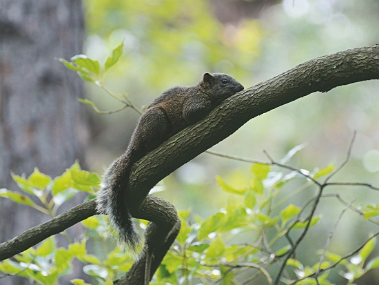 根據研判，金門的赤腹松鼠可能是從臺灣挾帶入境／林良恭 提供