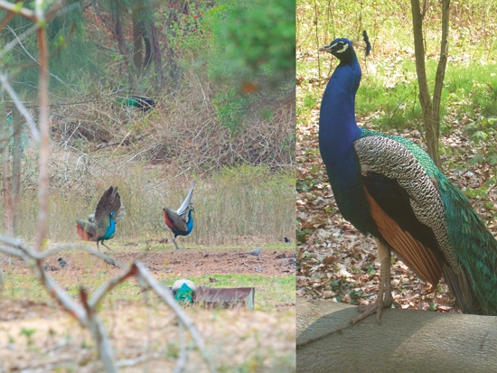 （圖左）金門島上不時可見藍孔雀的蹤跡／林良恭 提供（圖右）原產於印度、斯里蘭卡等地藍孔雀／Bautsch 提供