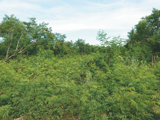 被銀合歡覆蓋的恆春半島／墾管處 提供
