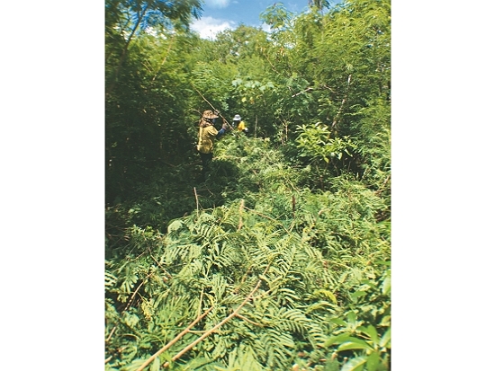 屏東林管處和墾管處啟動恆春半島銀合歡移除計畫／墾管處 提供