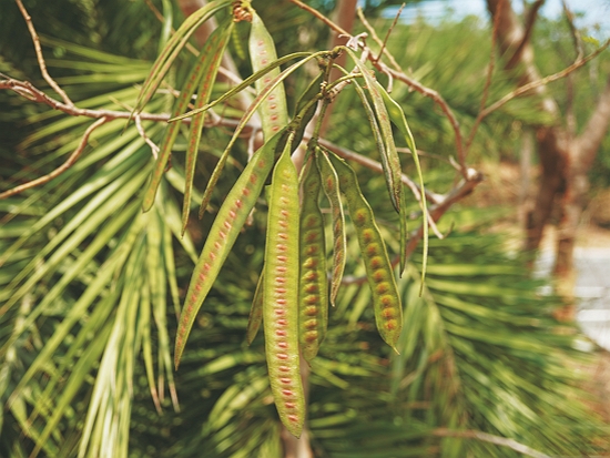 銀合歡的果莢／墾管處 提供