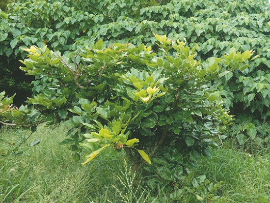 復育時選擇水黃皮等生長快速的陽性樹種／墾管處 提供