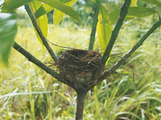 移除銀合歡，鳥類又回到新植苗木上築巢／墾管處 提供