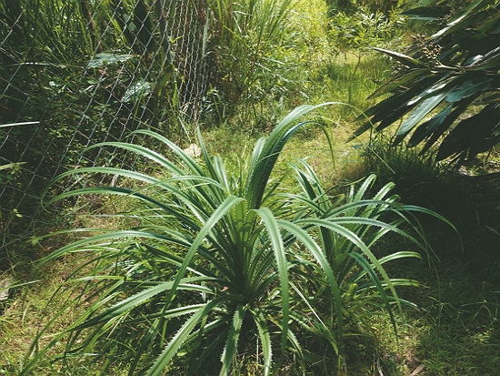 銀合歡移除後，以林投等海岸原生樹種進行復育／墾管處 提供