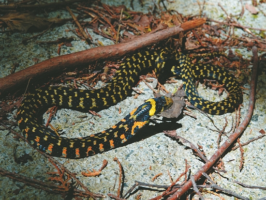 臺灣赤煉蛇／玉管處 提供